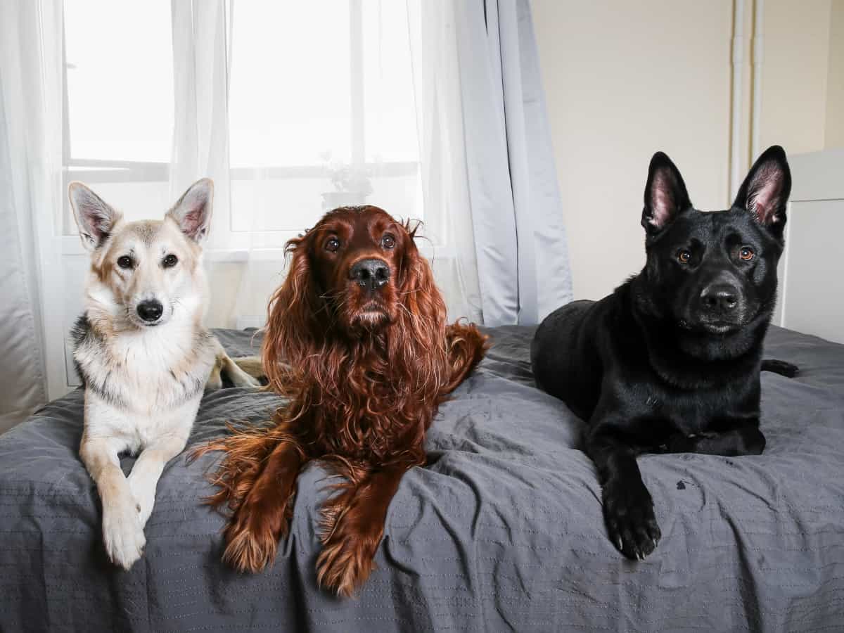 Dog Gets on Bed When Not Home. 3 Dogs on Bed