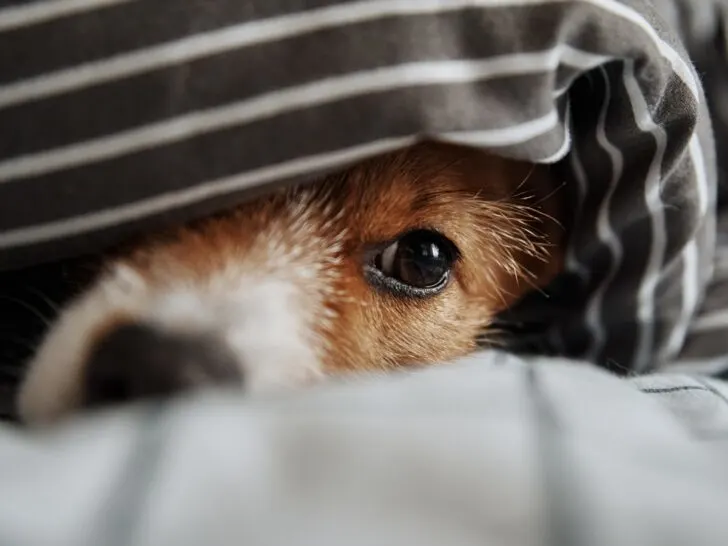 Dog Hiding Under Bed Covers
