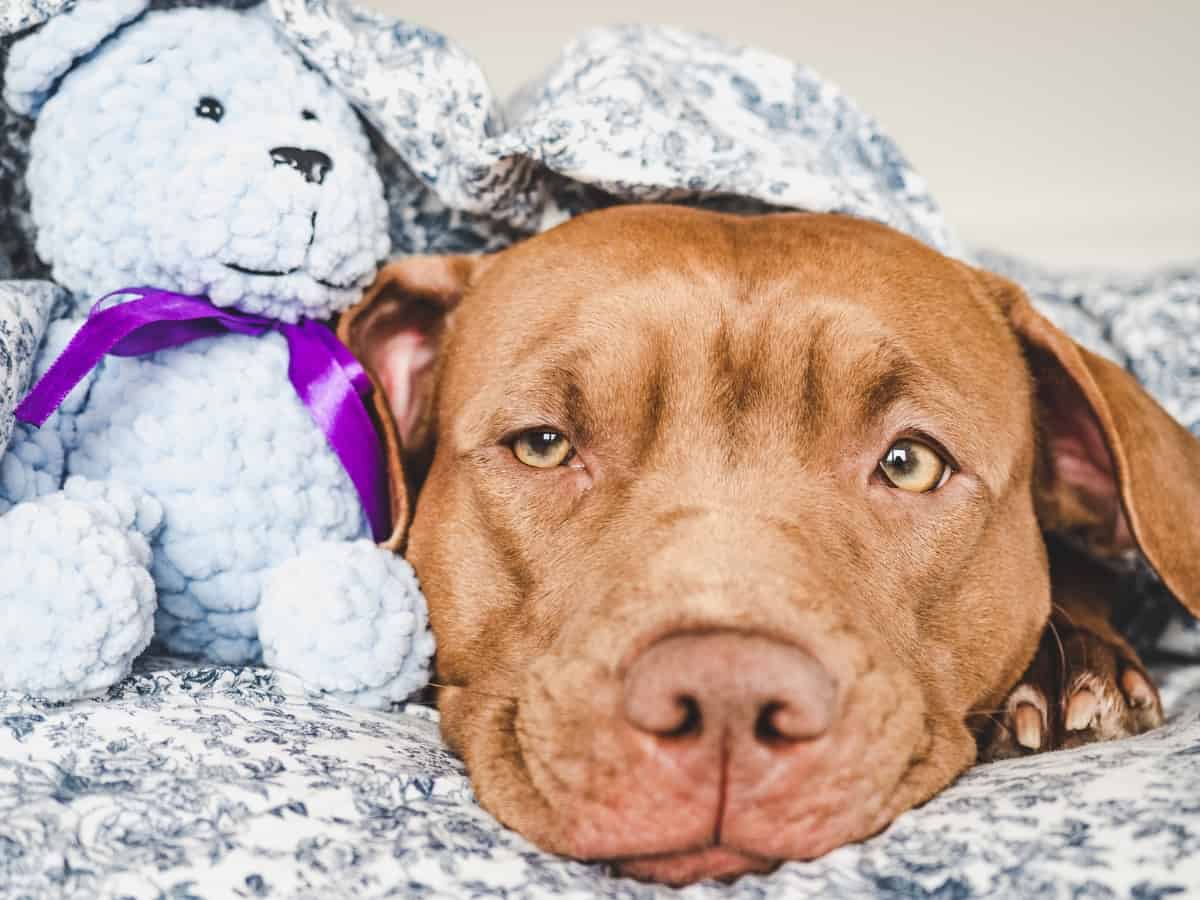 Dog In Bed With Toy