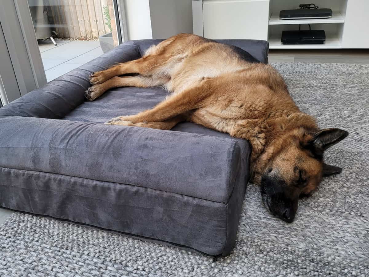 Dog Sleeping On Orthopedic Dog Bed Head Hanging Over Side