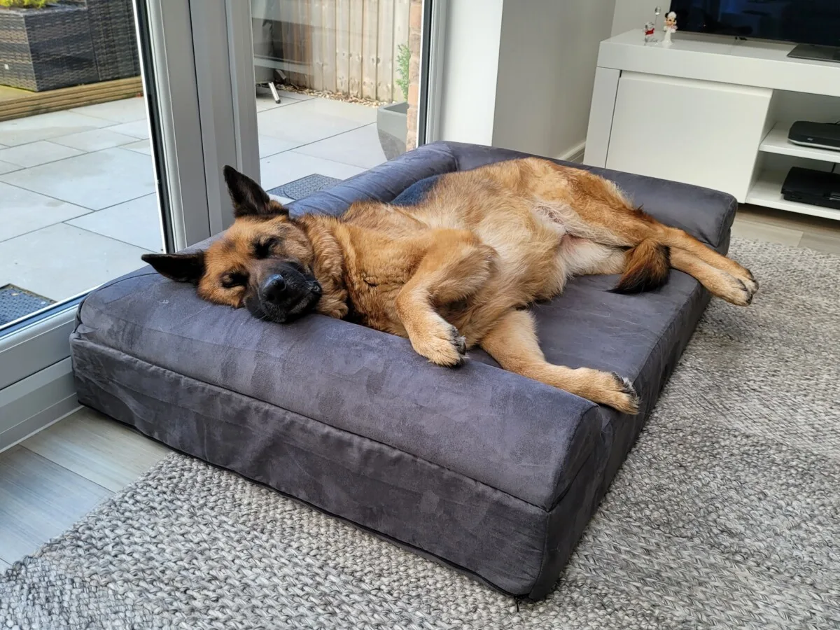 Dog Sleeping on Orthopedic Sofa Bed