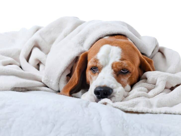 Dog With Upset Stomach Under Blanket