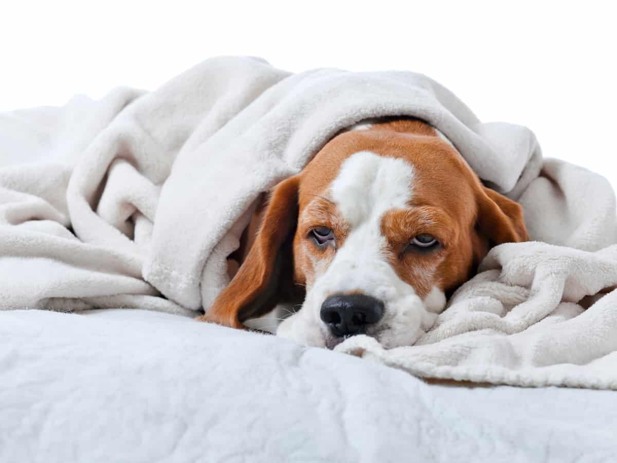 Dog With Upset Stomach Under Blanket. What is the best bland diet for dogs?