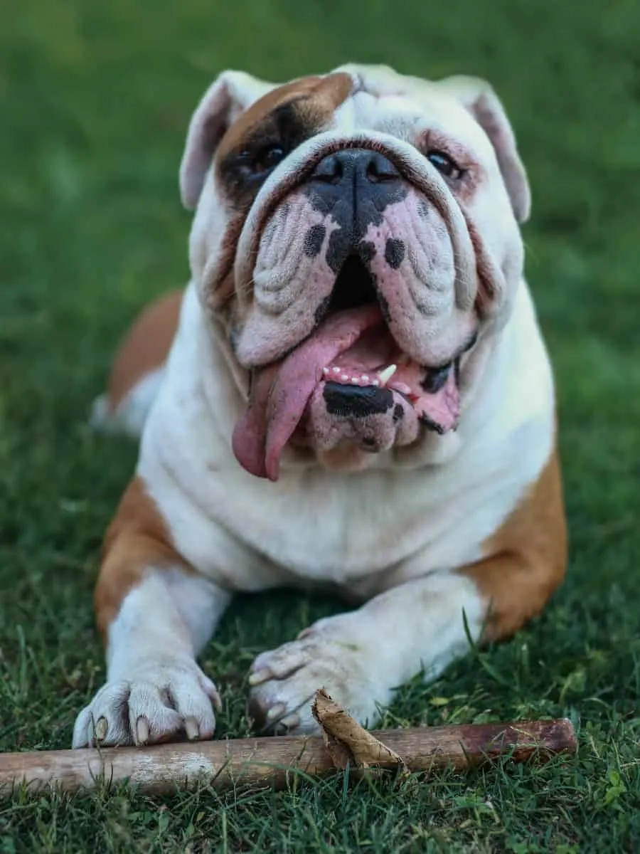 English Bulldog Chewing a Stick