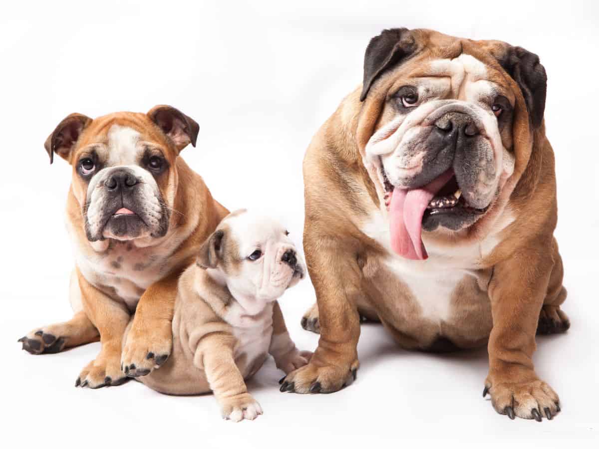 English Bulldogs of all ages
