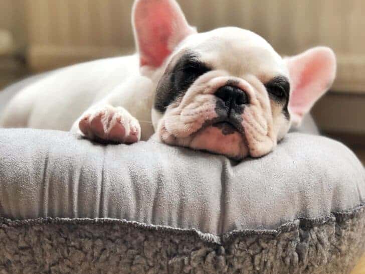 Frenchie Puppy In Dog Bed