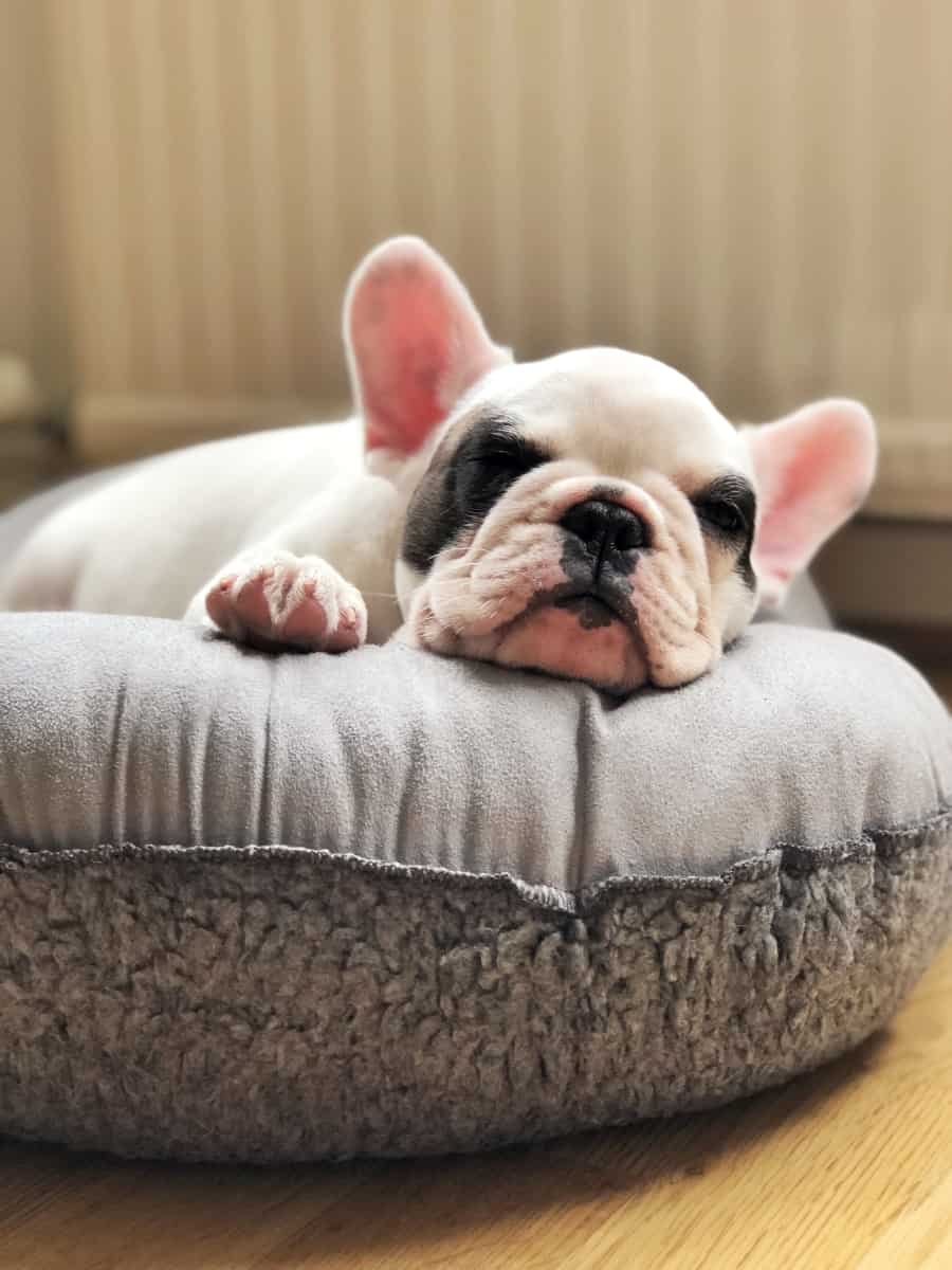 Frenchie Puppy In Dog Bed. Do Dogs Tell You When They Want To Go To Bed?