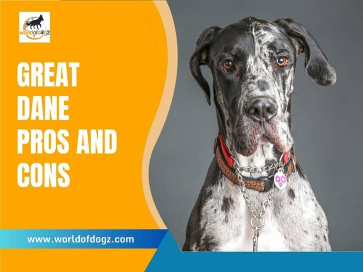 Great Dane Pros and Cons