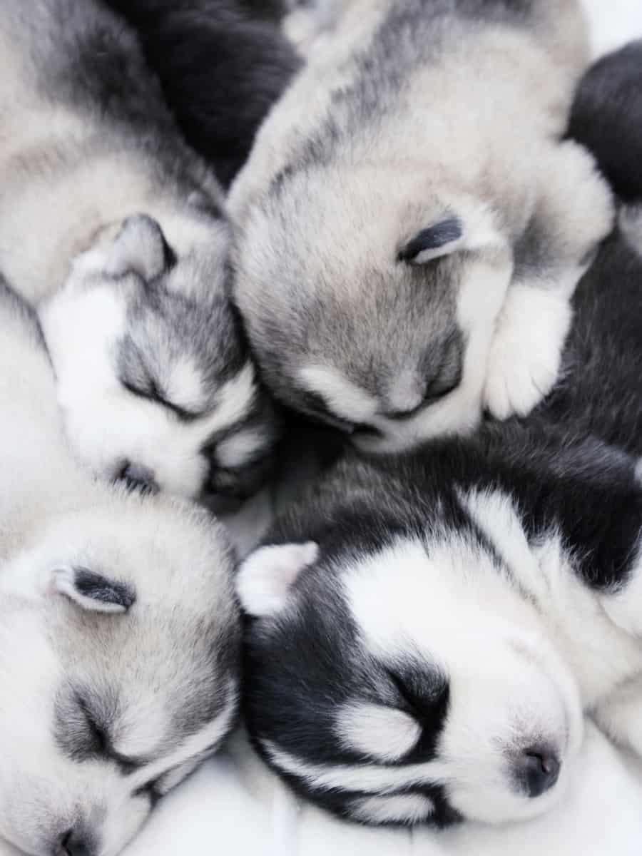 Husky Pups