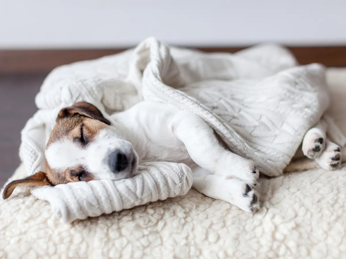 Jack Russell Puppy In Bed