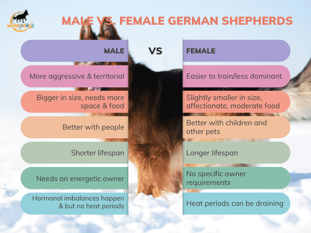 Male vs. Female GSD