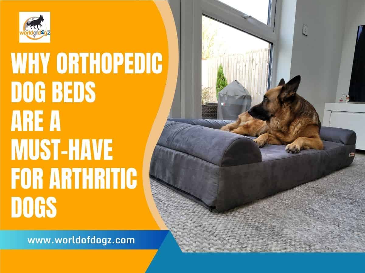 Are orthopedic dog beds good for arthritis? 
A dog on an orthopedic bed.