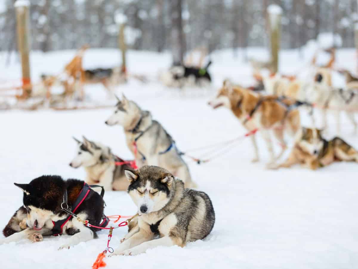 Pack of Husky Sled Dogs. Diet and Nutrition for Working Dogs.