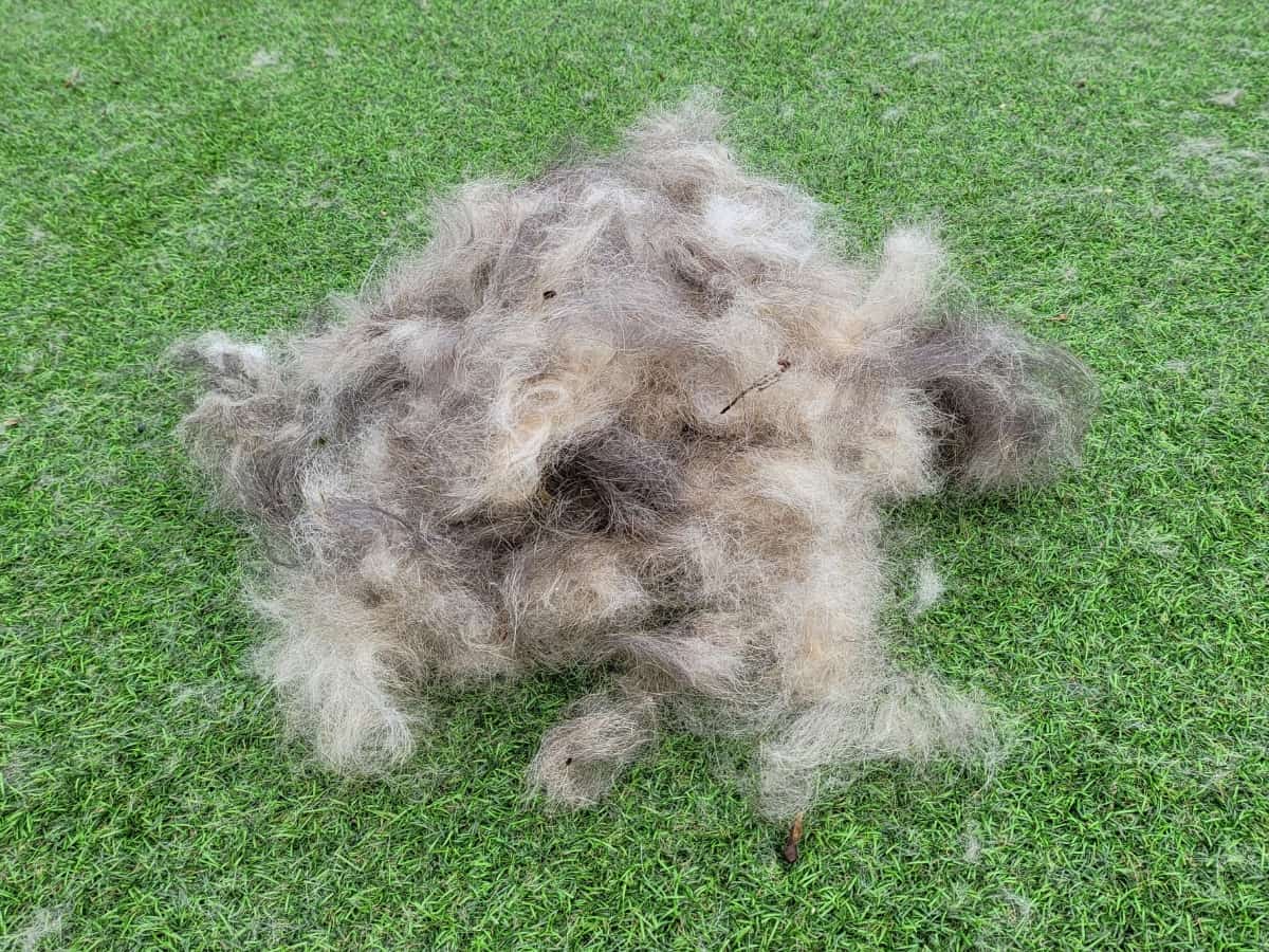 Pile of Dog Hair After Brushing