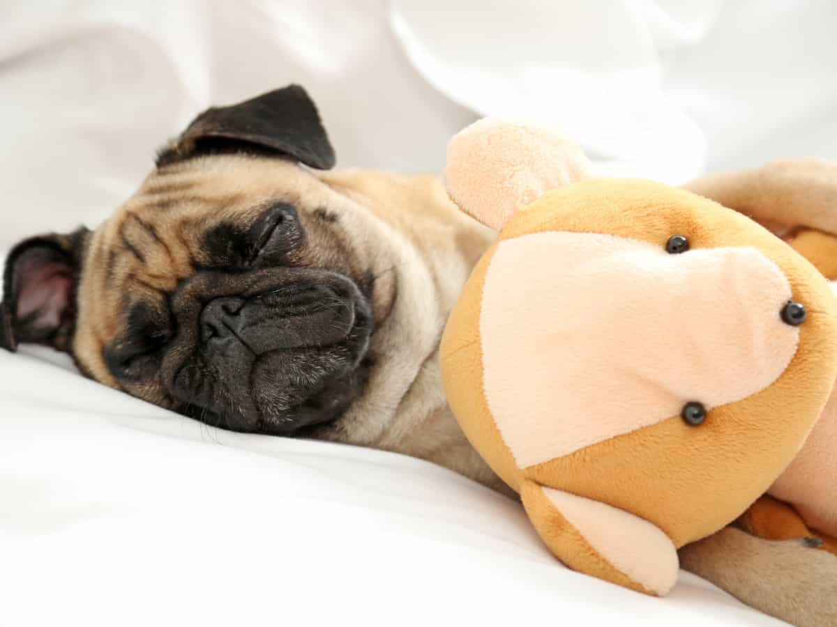 Pug In Bed With Toy