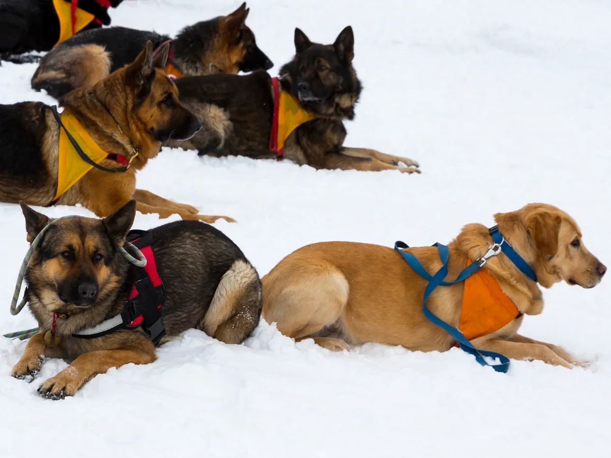 Red Cross Rescue Dogs In Snow. Good nutrition for working dogs.