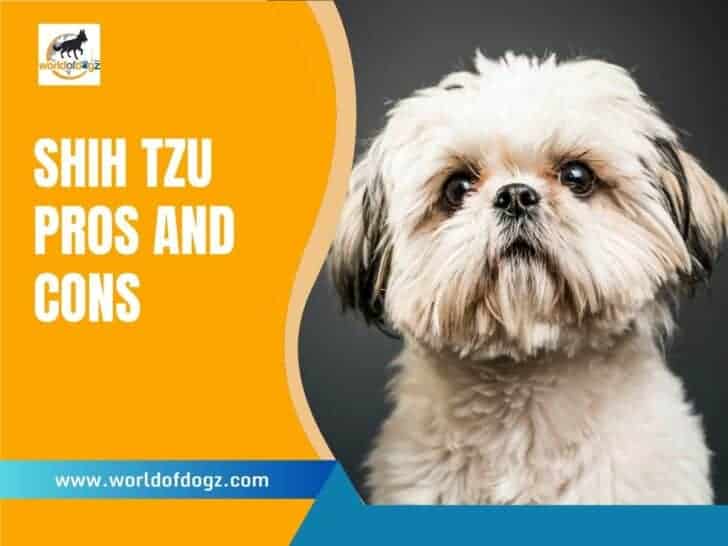 Shih Tzu Pros and Cons