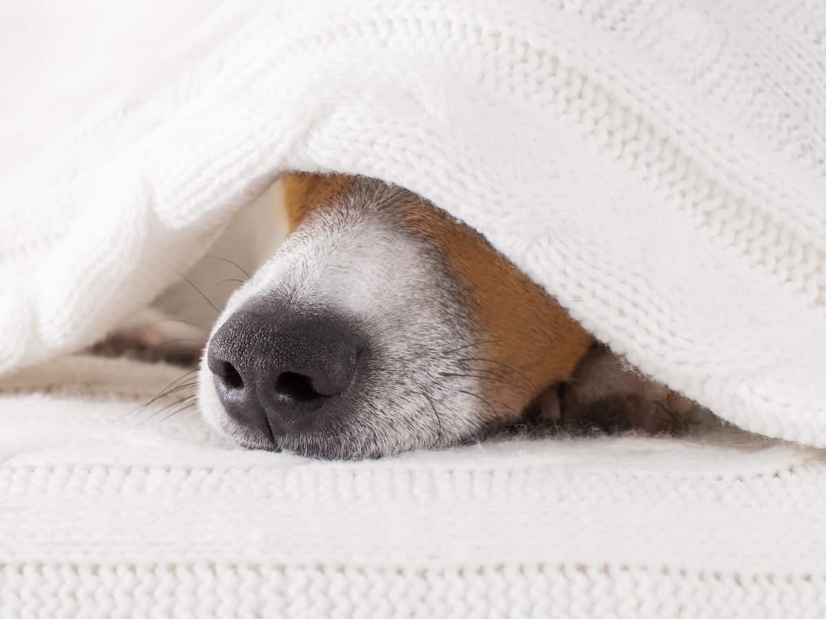 Sick Dog Hiding Under Blanket