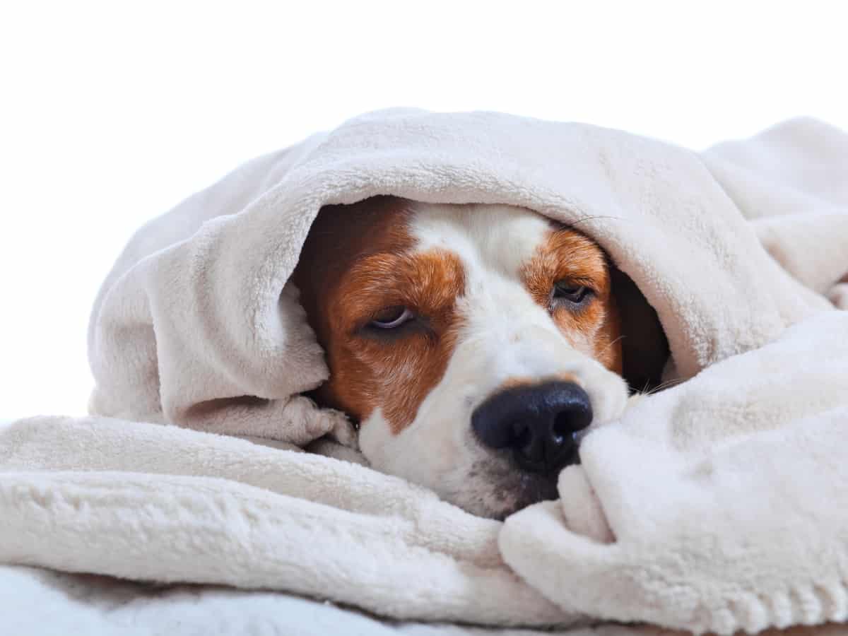 Sick Dog Wrapped In Blanket