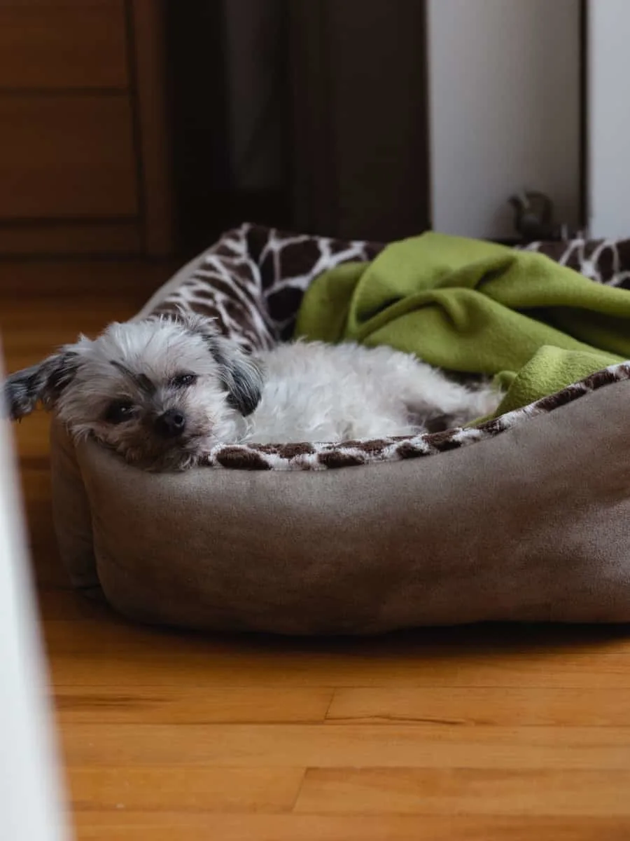 Small Dog In Dog Bed on a wood floor.