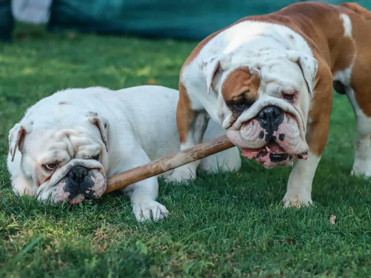 Two Bulldogs Chewing a Stick
