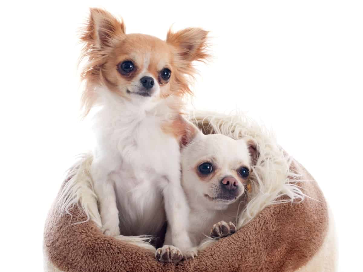 Two Chihuahuas In Dog Bed. How Long Can You Leave Chihuahuas Alone by Age?