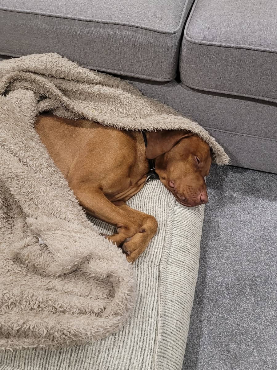 A dog sleeping on a flat bed.