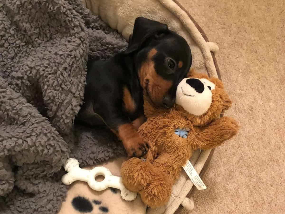Why Does My Dog Bring a Toy To Bed? A cute Dachshund in bed with a cuddly toy.