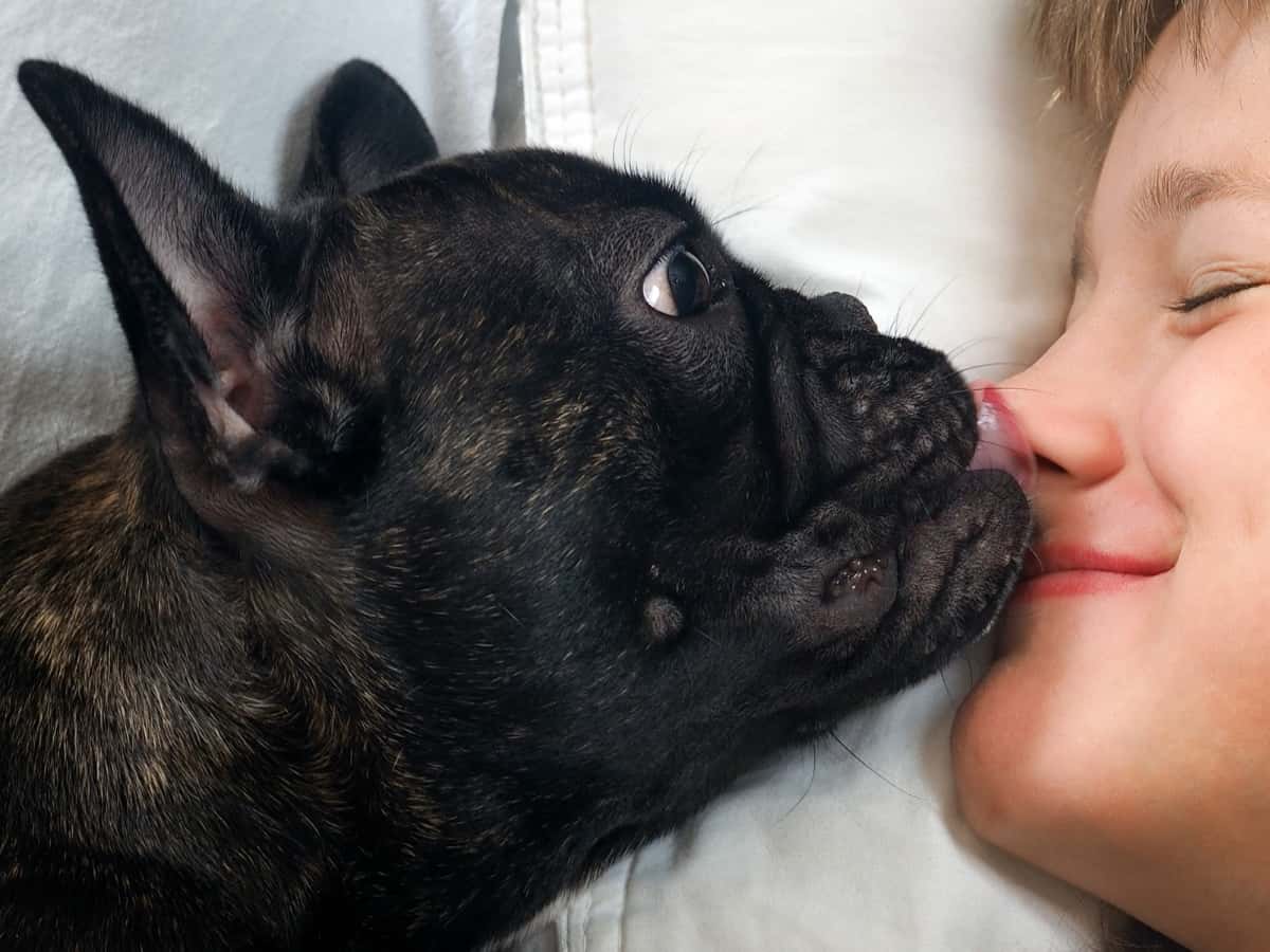 Why Your Dog Licks Your Face Before Bed. A Frenchie licking a face at bedtime.