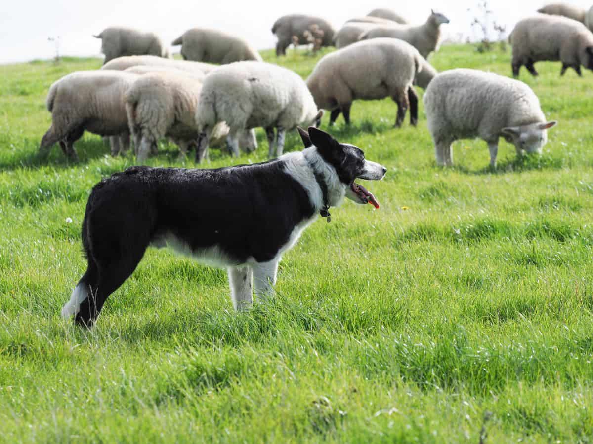 Working Border Collie rounding up sheep.