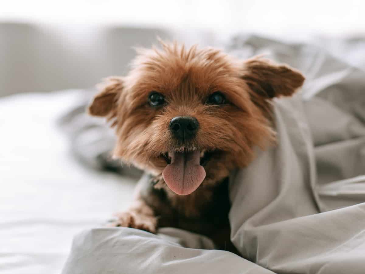 Yorkie In Bed Under Covers