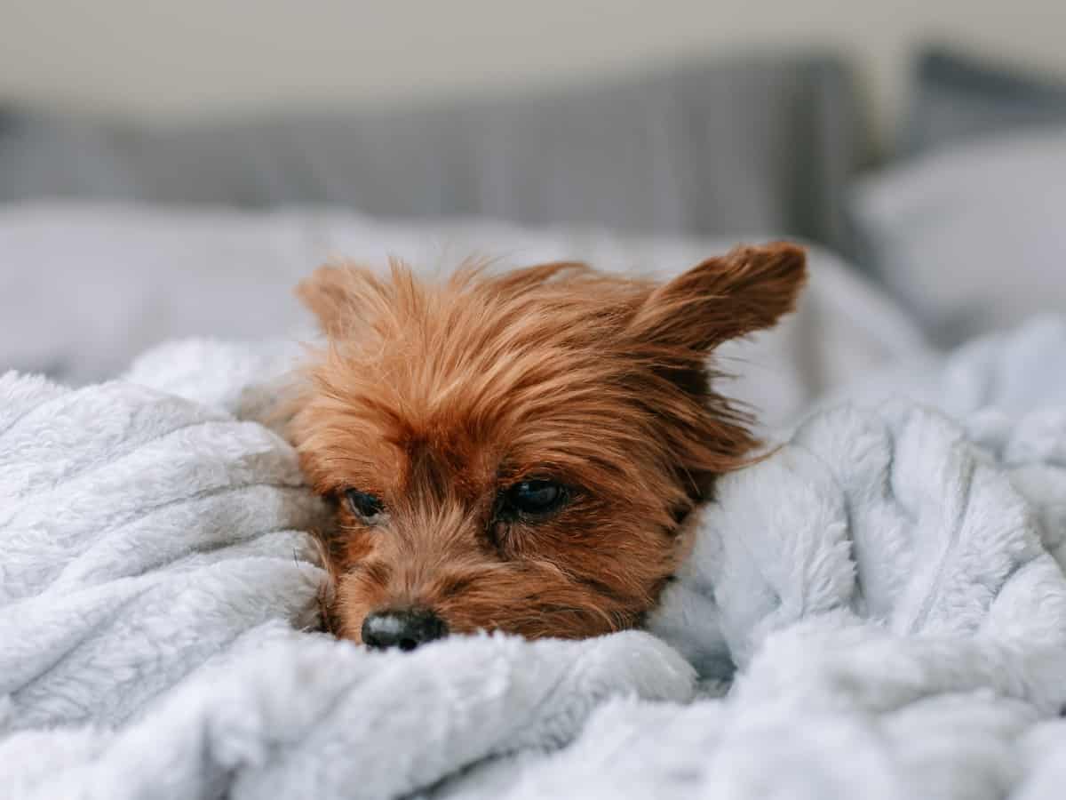 Yorkie In Bed