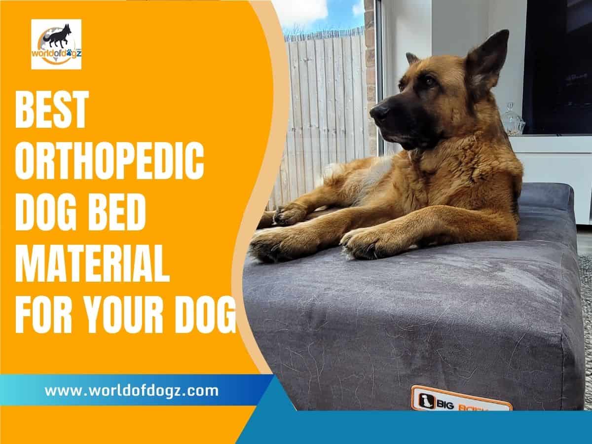 What material is best for an orthopedic dog bed? A dog on an orthopedic dog bed.