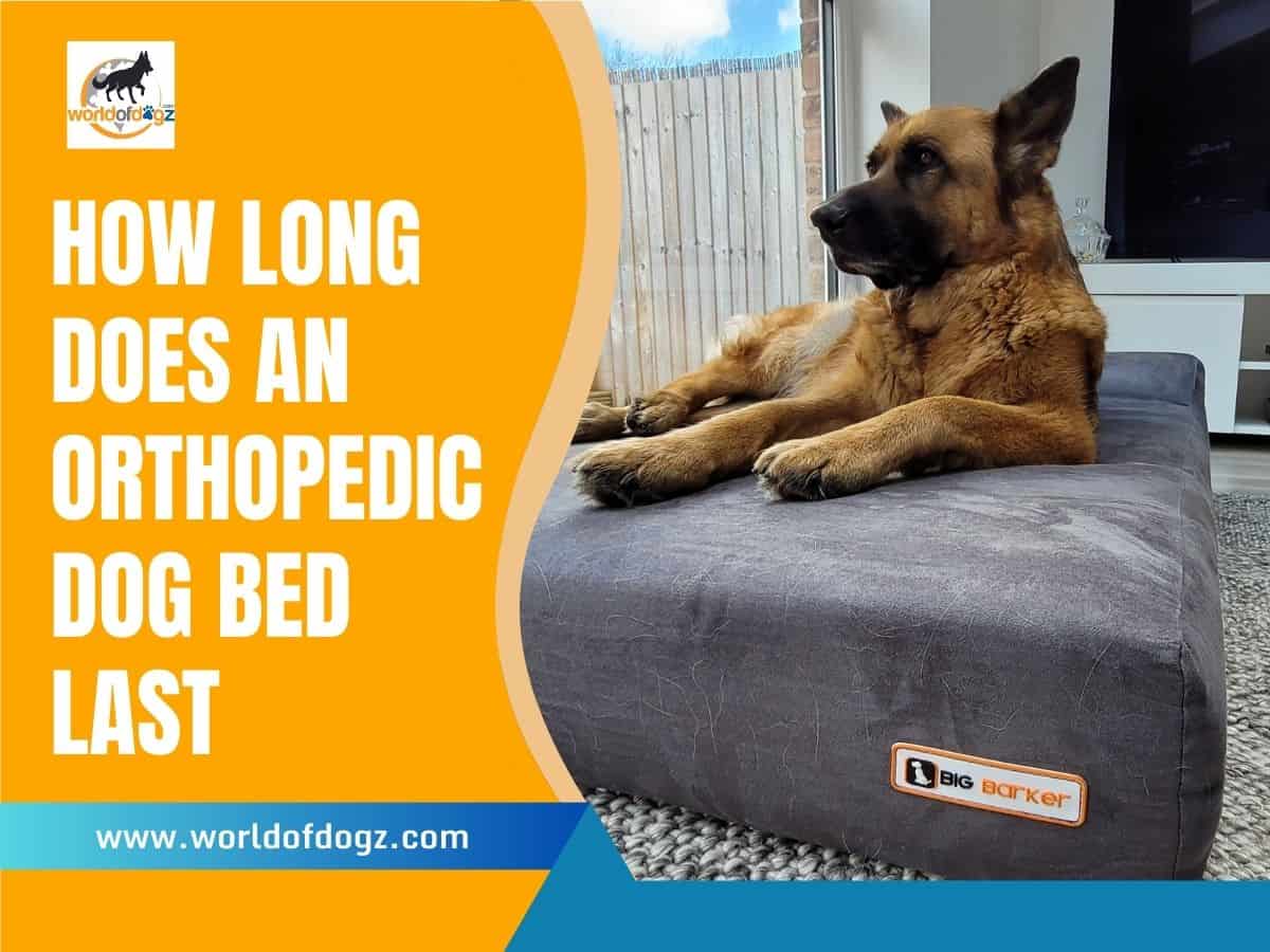 how long does an orthopedic dog bed last