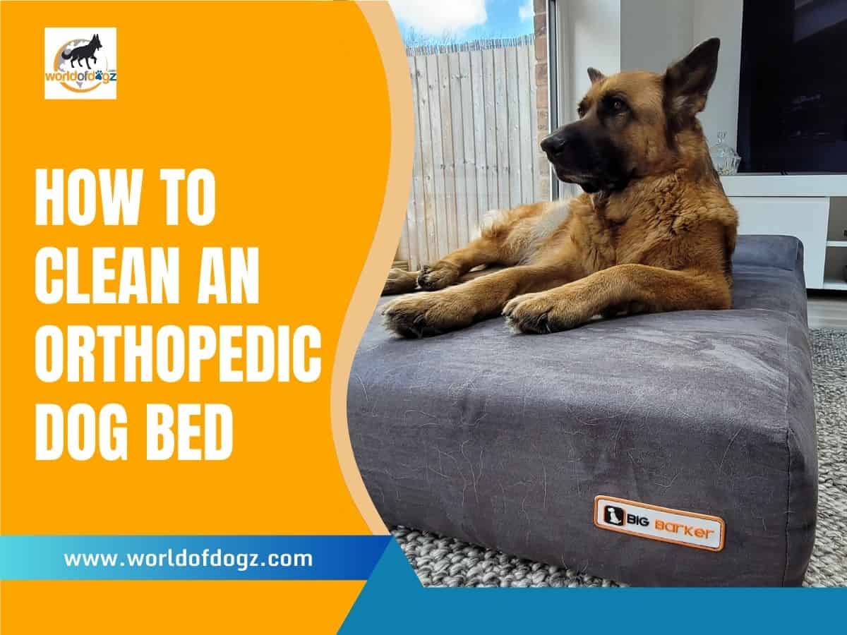 how to clean an orthopedic dog bed