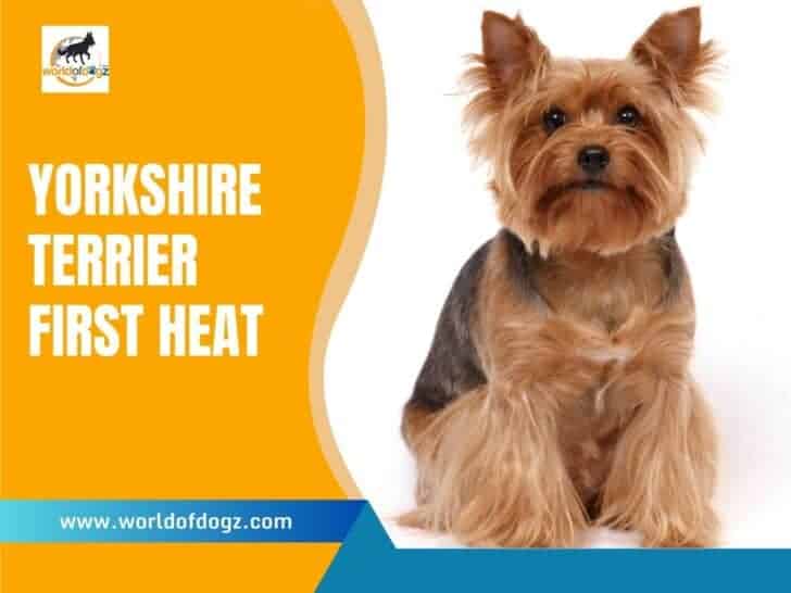 yorkshire terrier first heat
