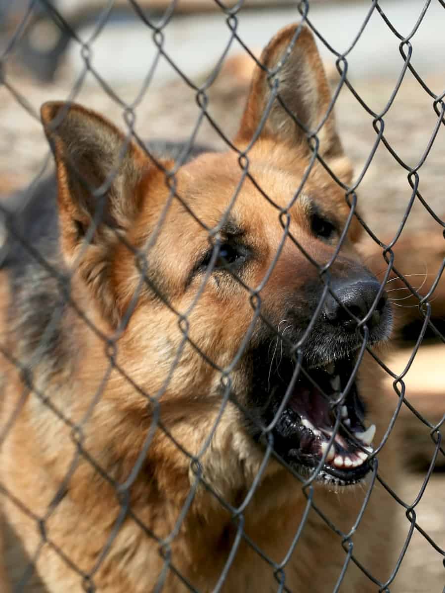 Barking GSD Behind Wire Fence