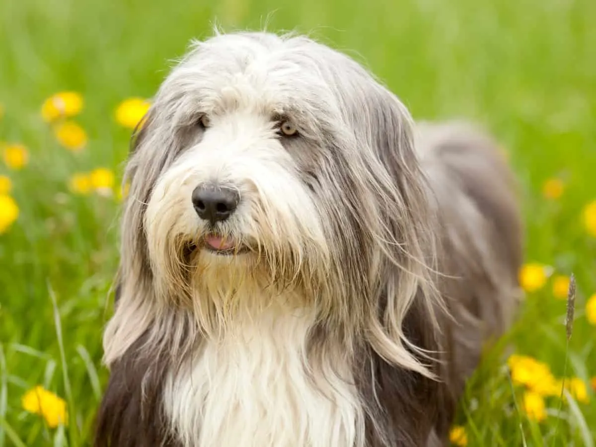 Rabbit Friendly Dogs  - Bearded Collie