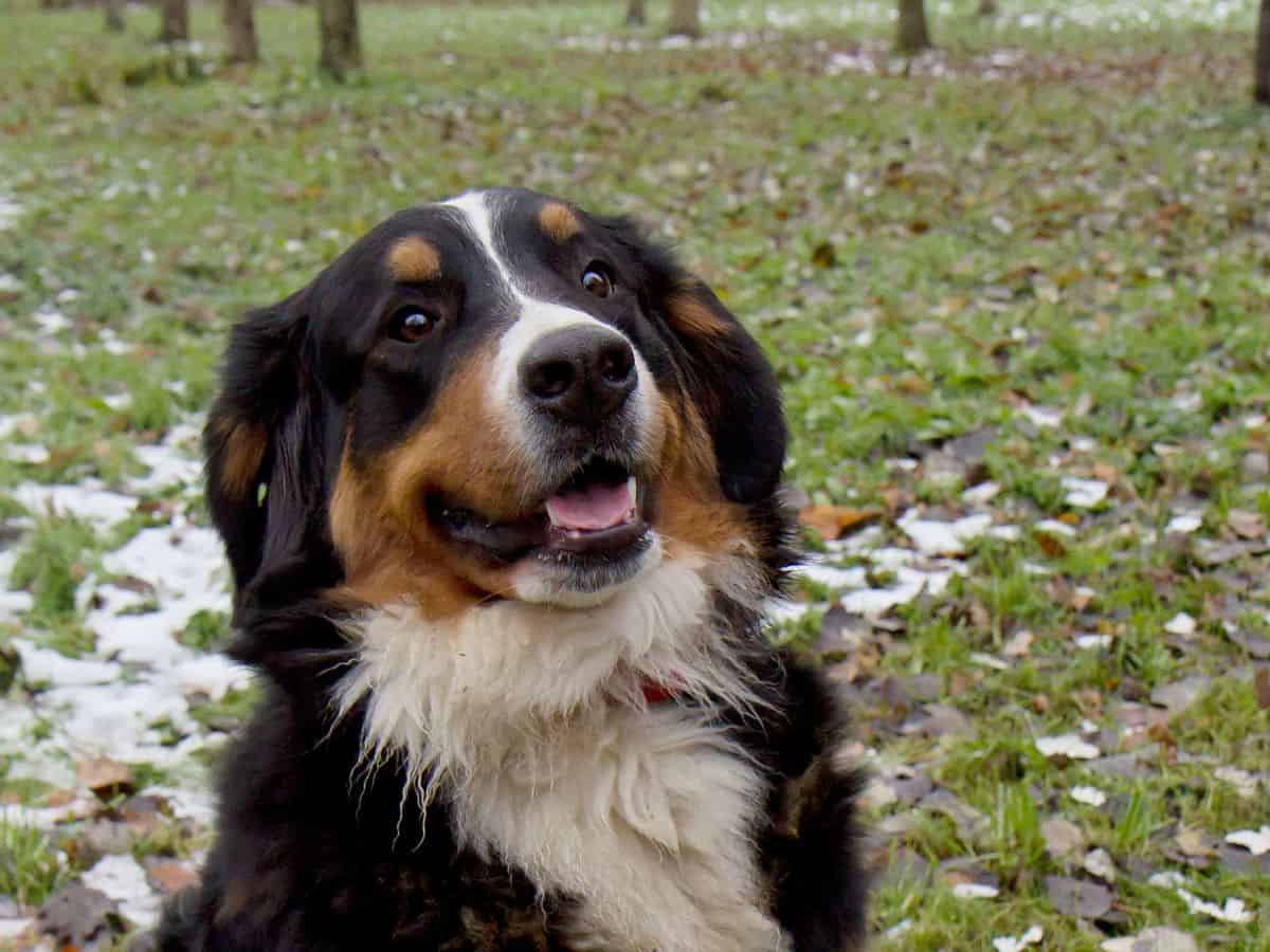 Bernese Mountain Dog enjoys outdoor time