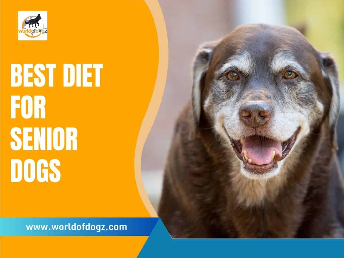 Best Diet for Senior Dogs