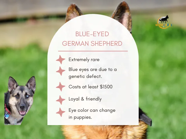 Quick facts about a blue-eyed GSD