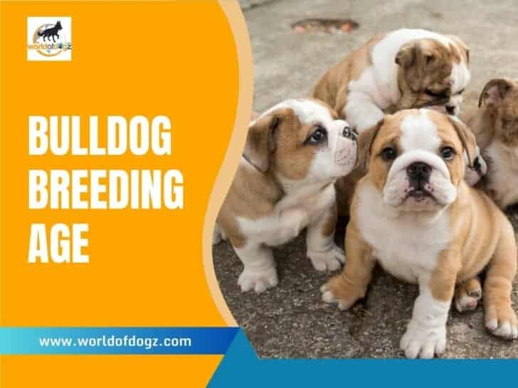 Bulldog Breeding Age