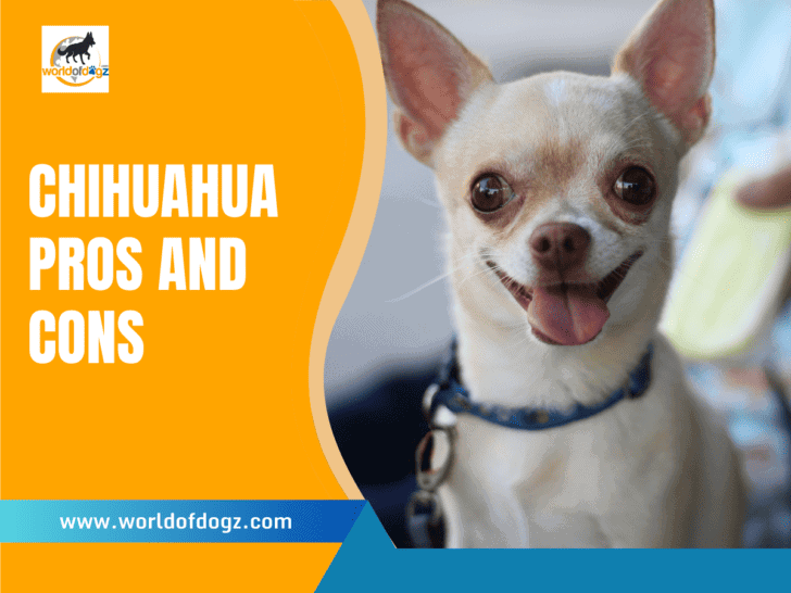 Chihuahua Pros and Cons