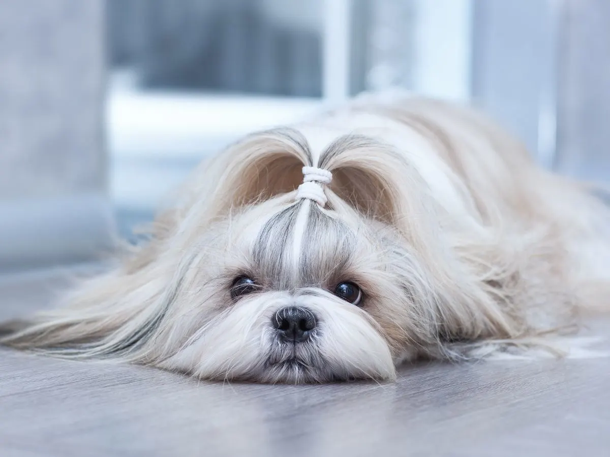 How Do I Know If My Dog Is In Pain On Her Period? A Shih Tzu resting.