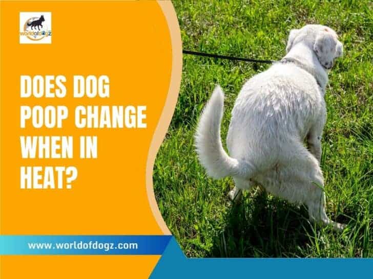 Does Dog Poop Change When In Heat?