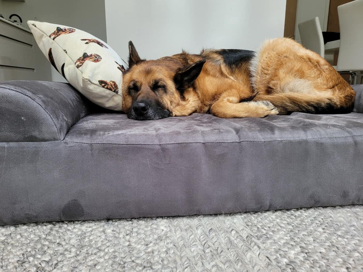 Dog Sleeping on Orthopedic Bed