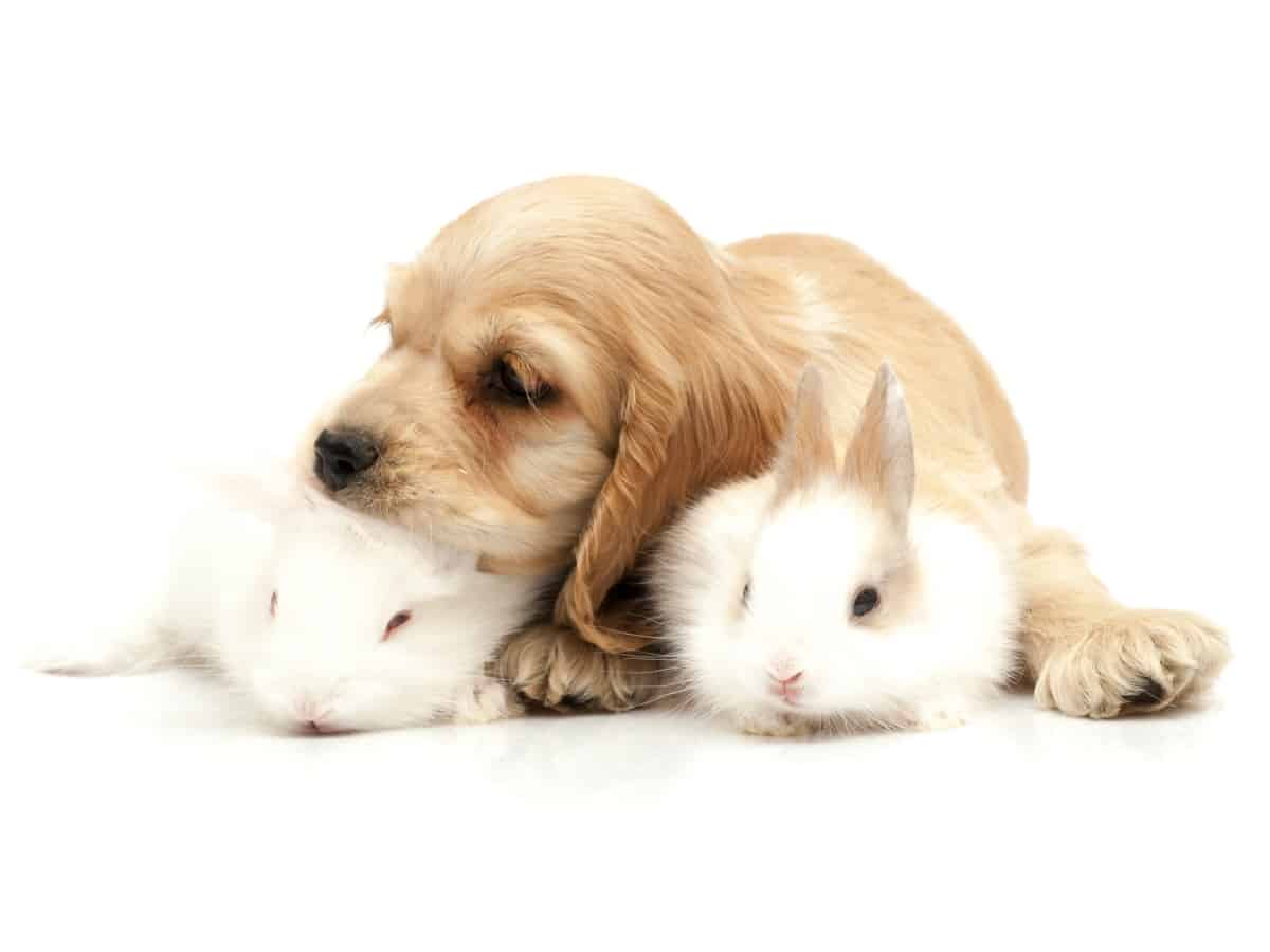 Dog With Two Rabbits