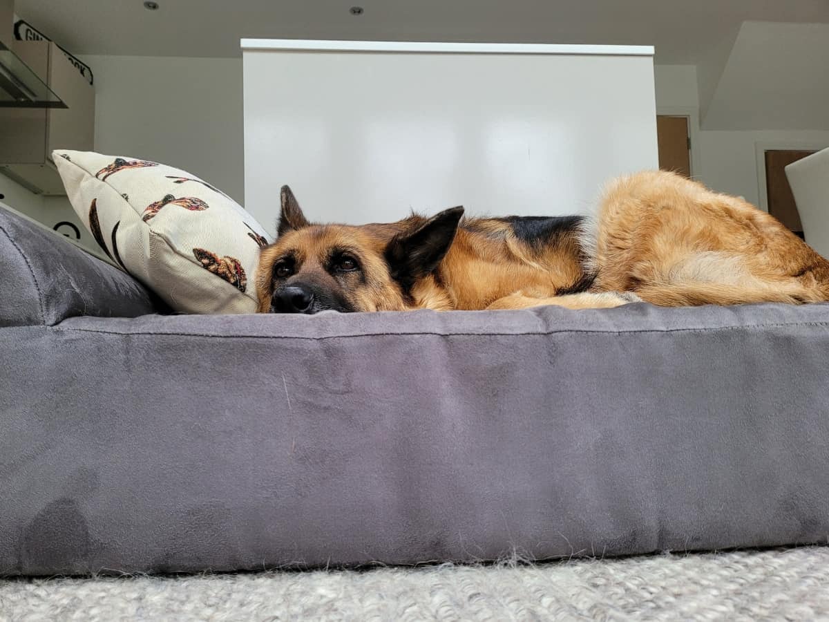 Dog on Orthopedic Bed Showing Depth of Bed