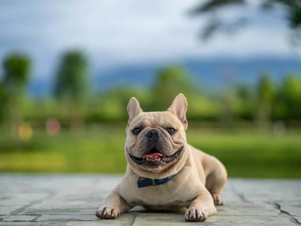 French Bulldog chilling outdoors
