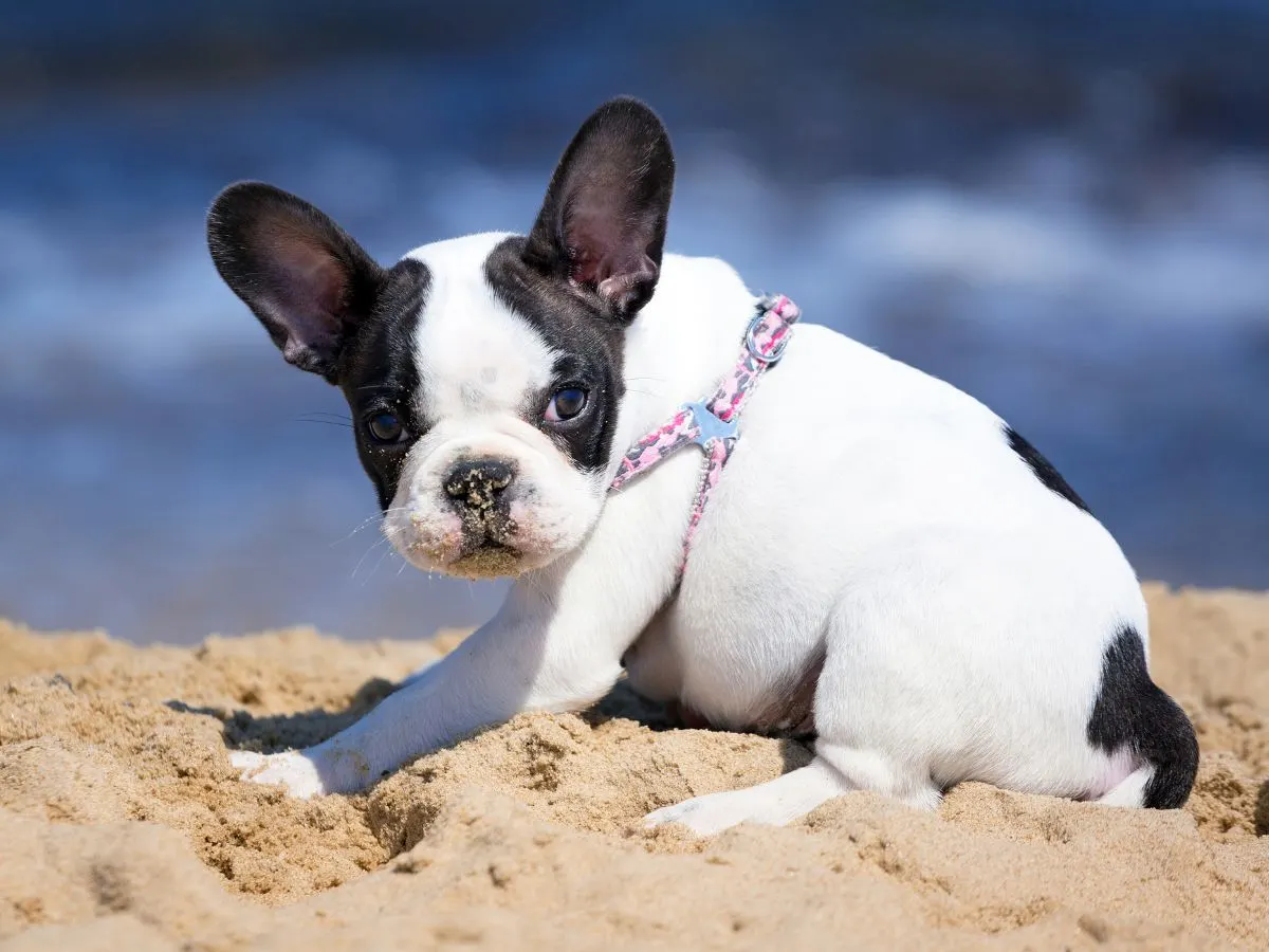 French Bulldog sitting on the beach